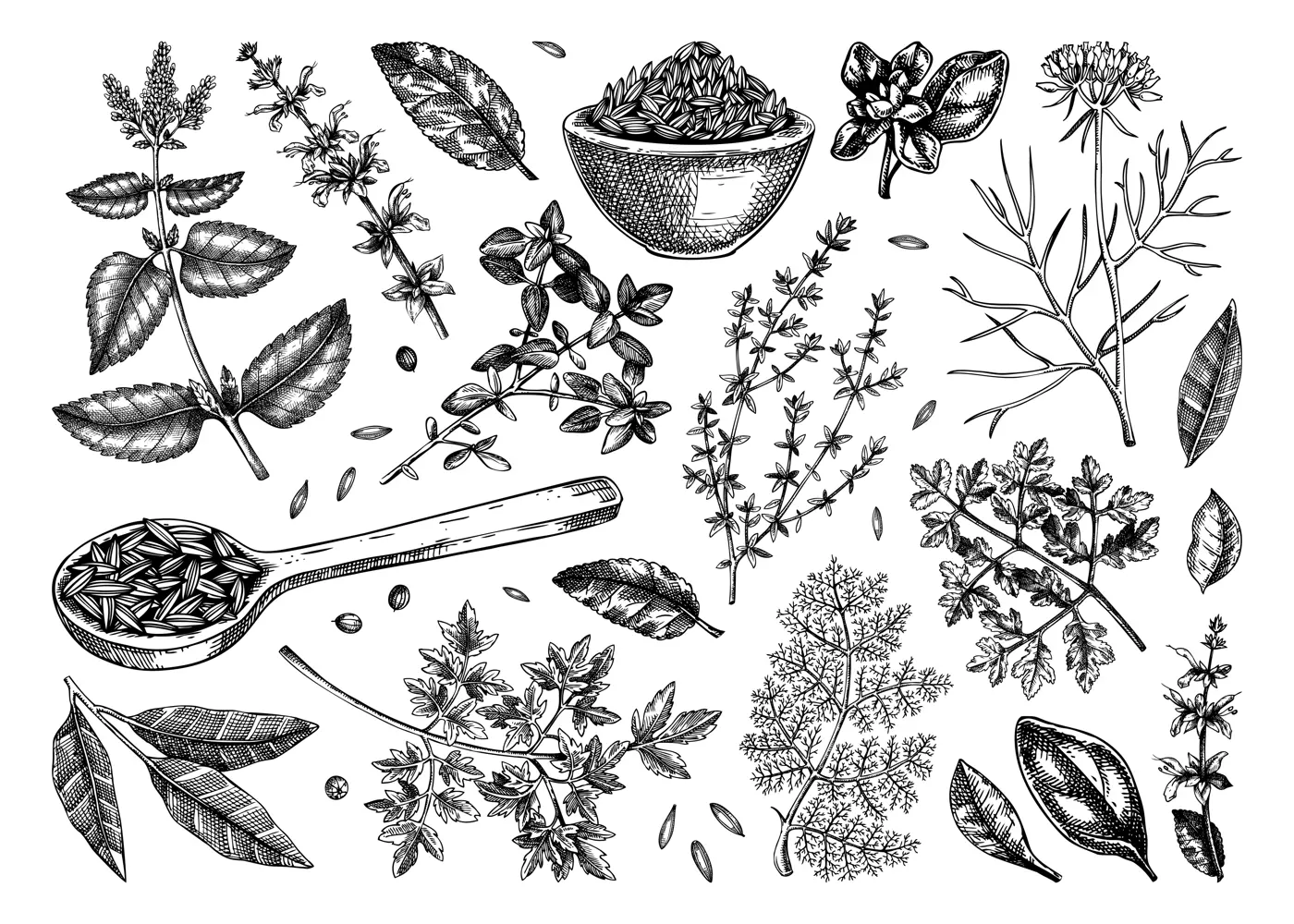 Middle Eastern cuisine herb and spice sketches set. Parsley, thyme, cumin, laurel, mint, sage, cilantro drawing. Kitchen spices hand-drawn vector illustration. NOT AI genereted Illustration